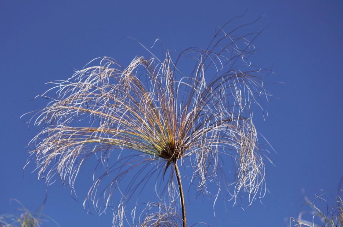 botswana_delta_2015_img0165