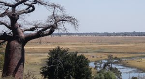 botswana_choberivercruise_2015_img0004