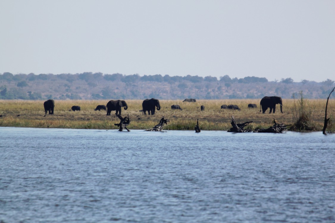 botswana_choberivercruise_2015_img0011