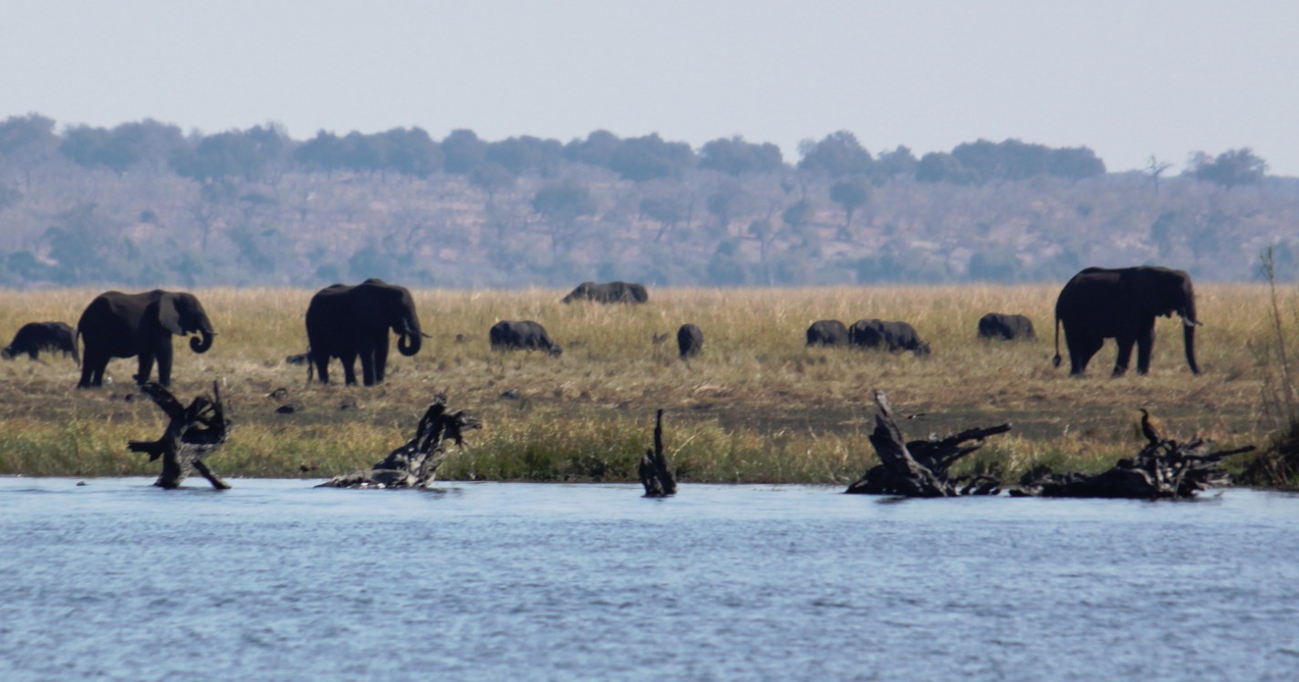 botswana_choberivercruise_2015_img0012