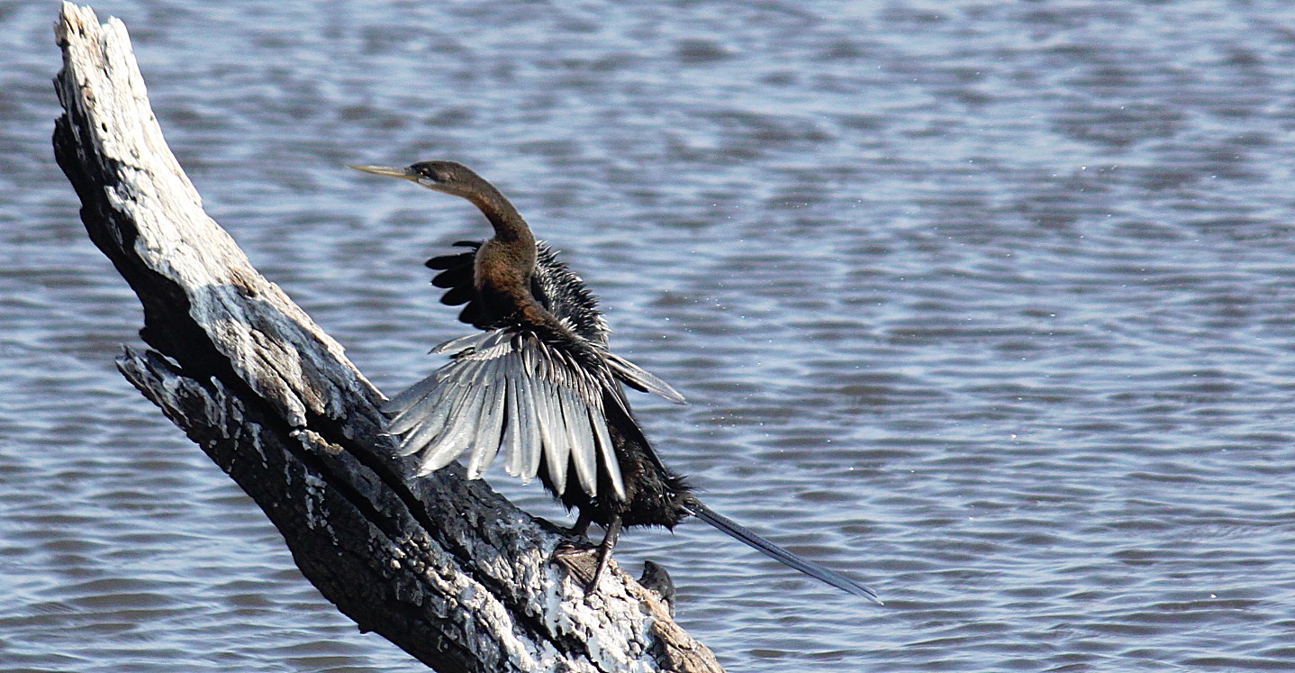 botswana_choberivercruise_2015_img0103