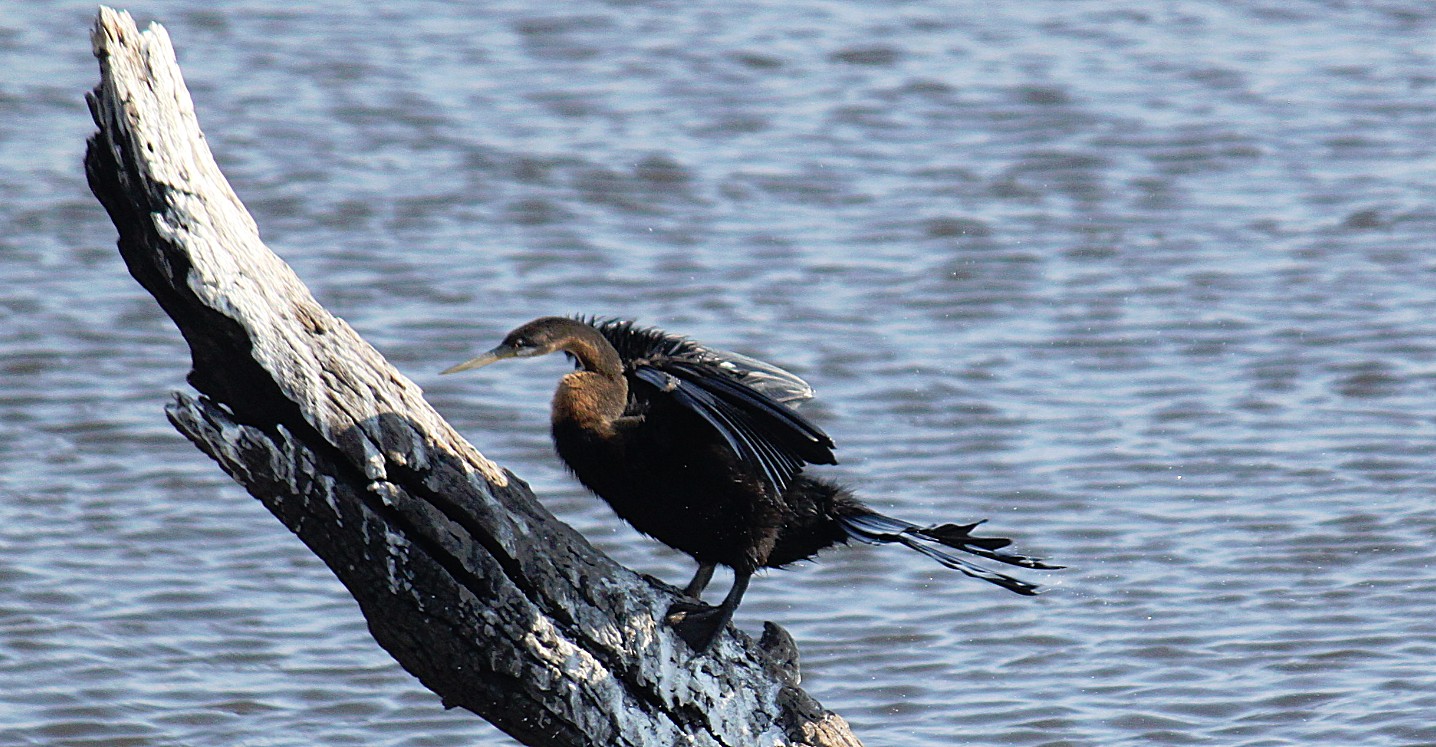 botswana_choberivercruise_2015_img0105