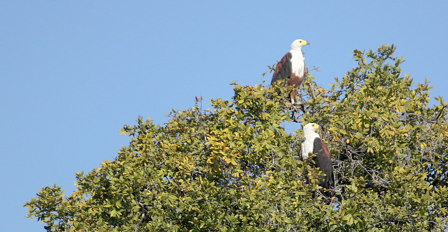 botswana_choberivercruise_2015_img0110