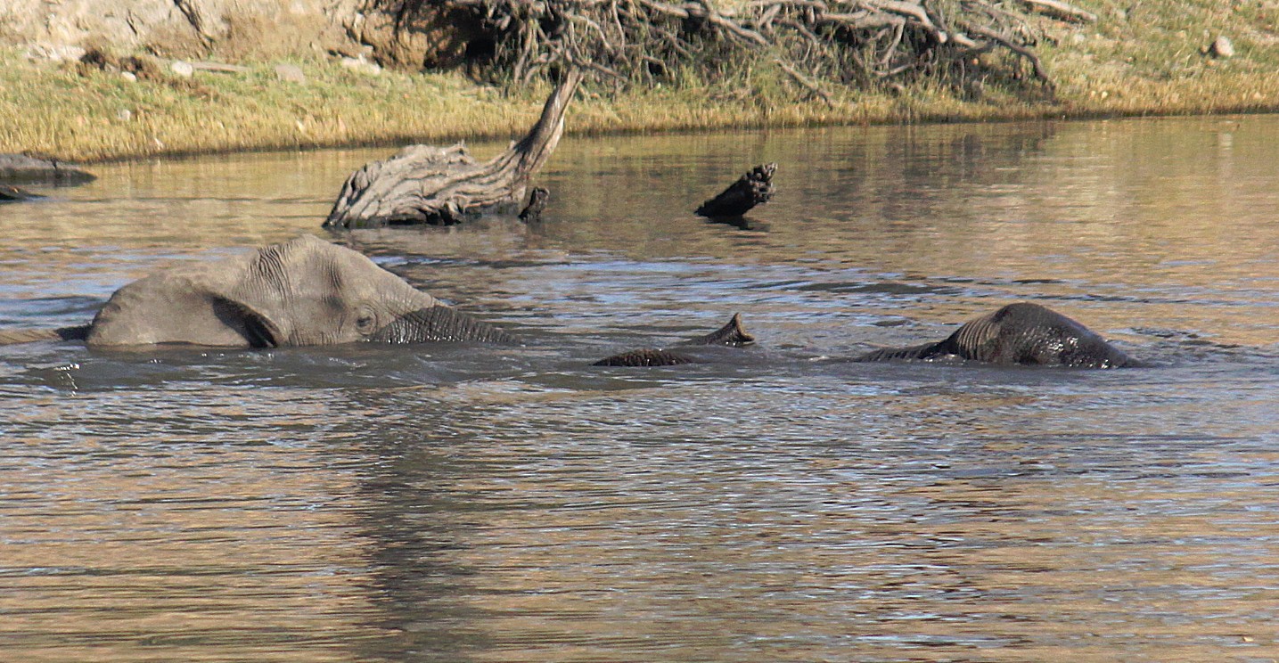 botswana_choberivercruise_2015_img0148