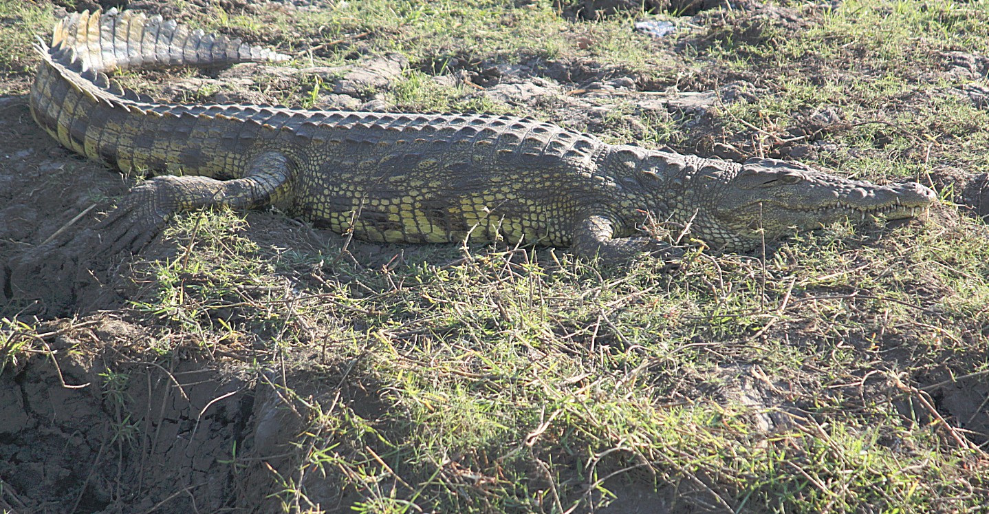 botswana_choberivercruise_2015_img0248