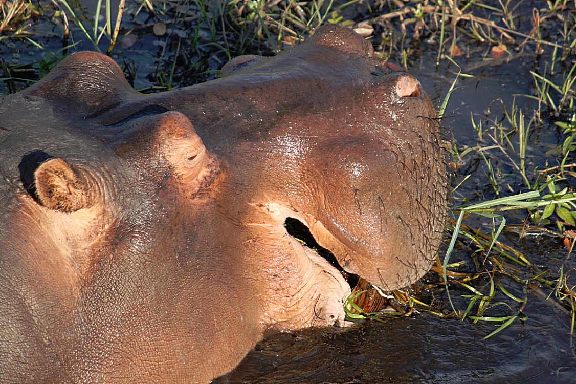 botswana_choberivercruise_2015_img0271