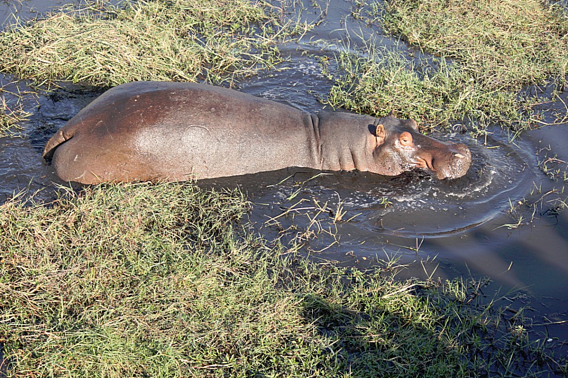 botswana_choberivercruise_2015_img0286