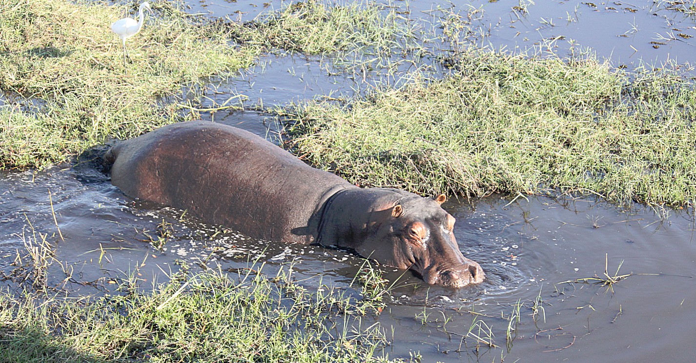 botswana_choberivercruise_2015_img0296