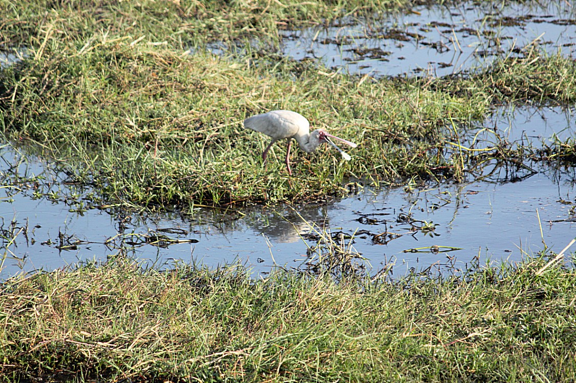 botswana_choberivercruise_2015_img0313