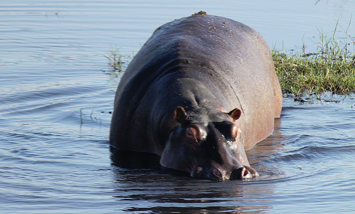 botswana_choberivercruise_2015_img0341