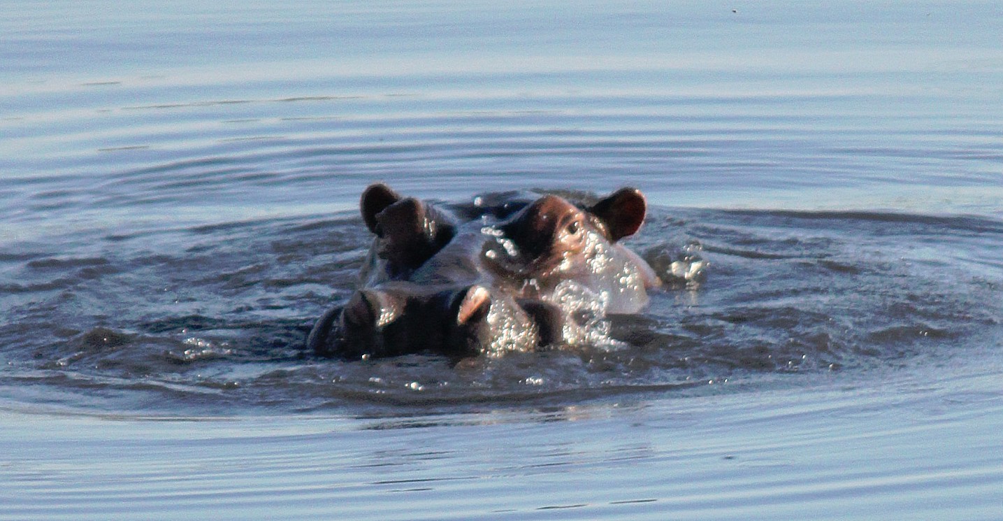 botswana_choberivercruise_2015_img0353