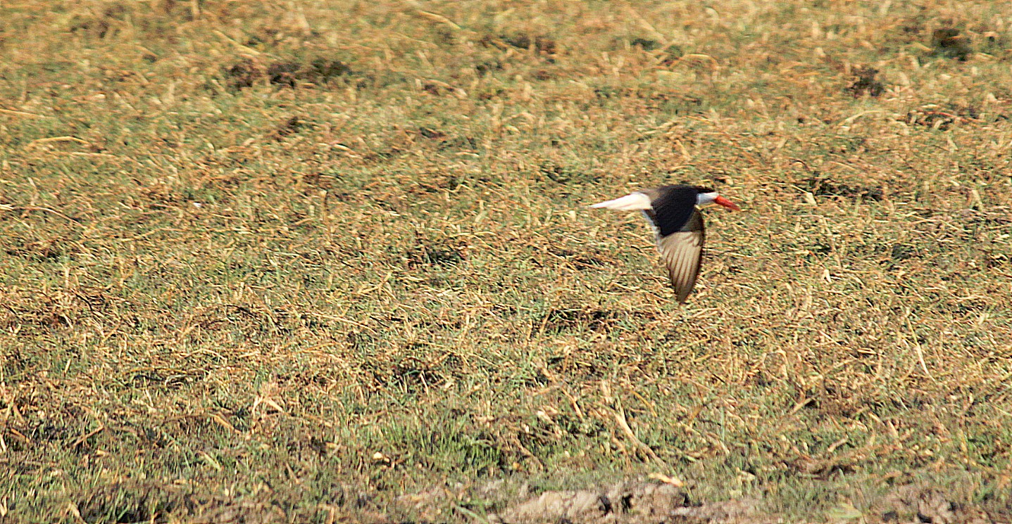 botswana_choberivercruise_2015_img0451