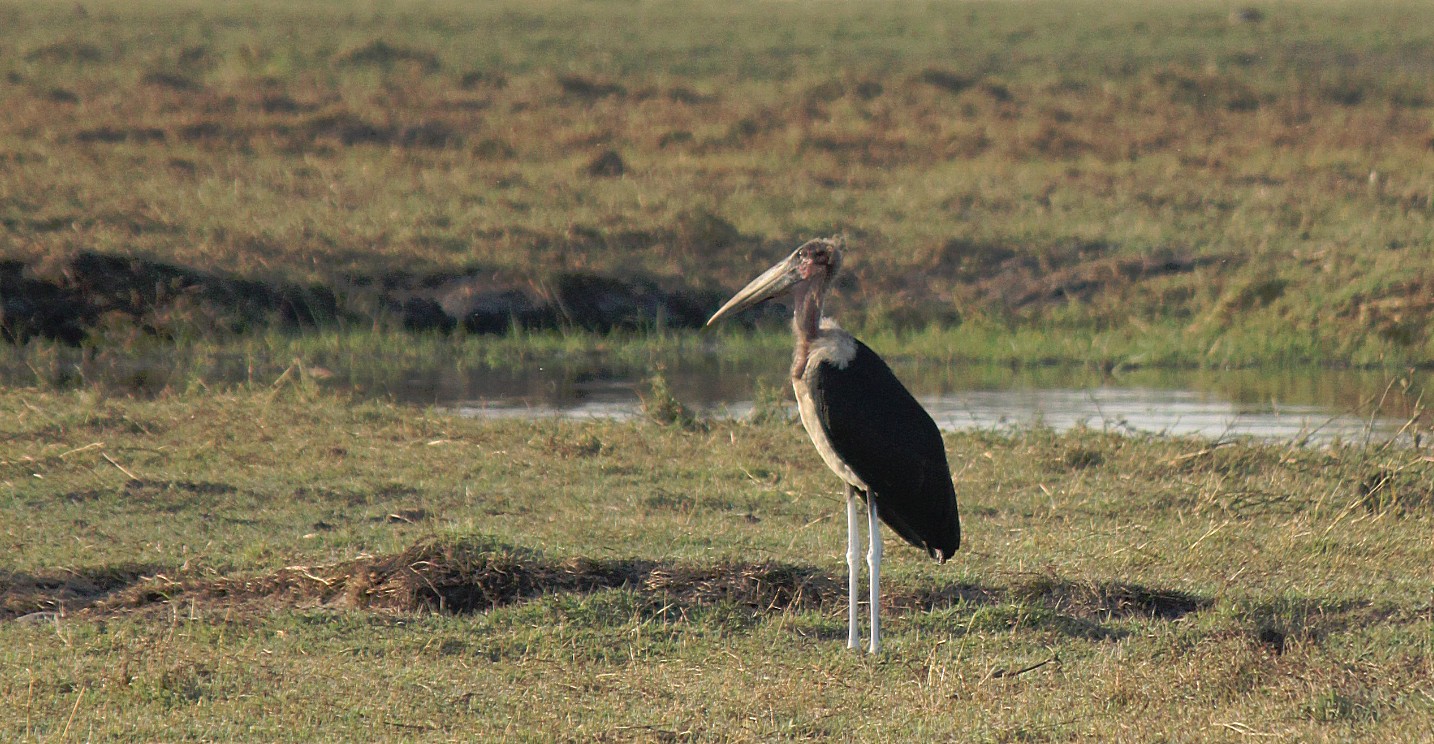 botswana_choberivercruise_2015_img0456