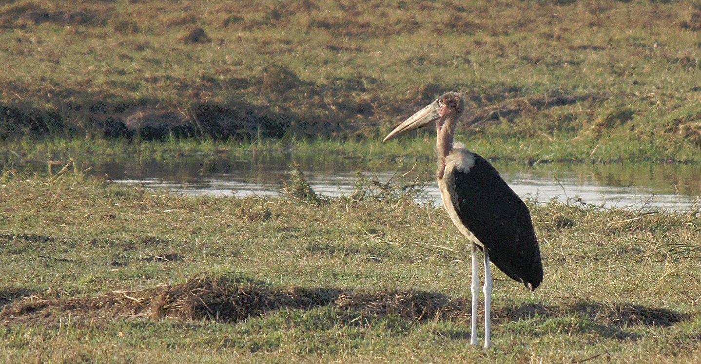 botswana_choberivercruise_2015_img0457