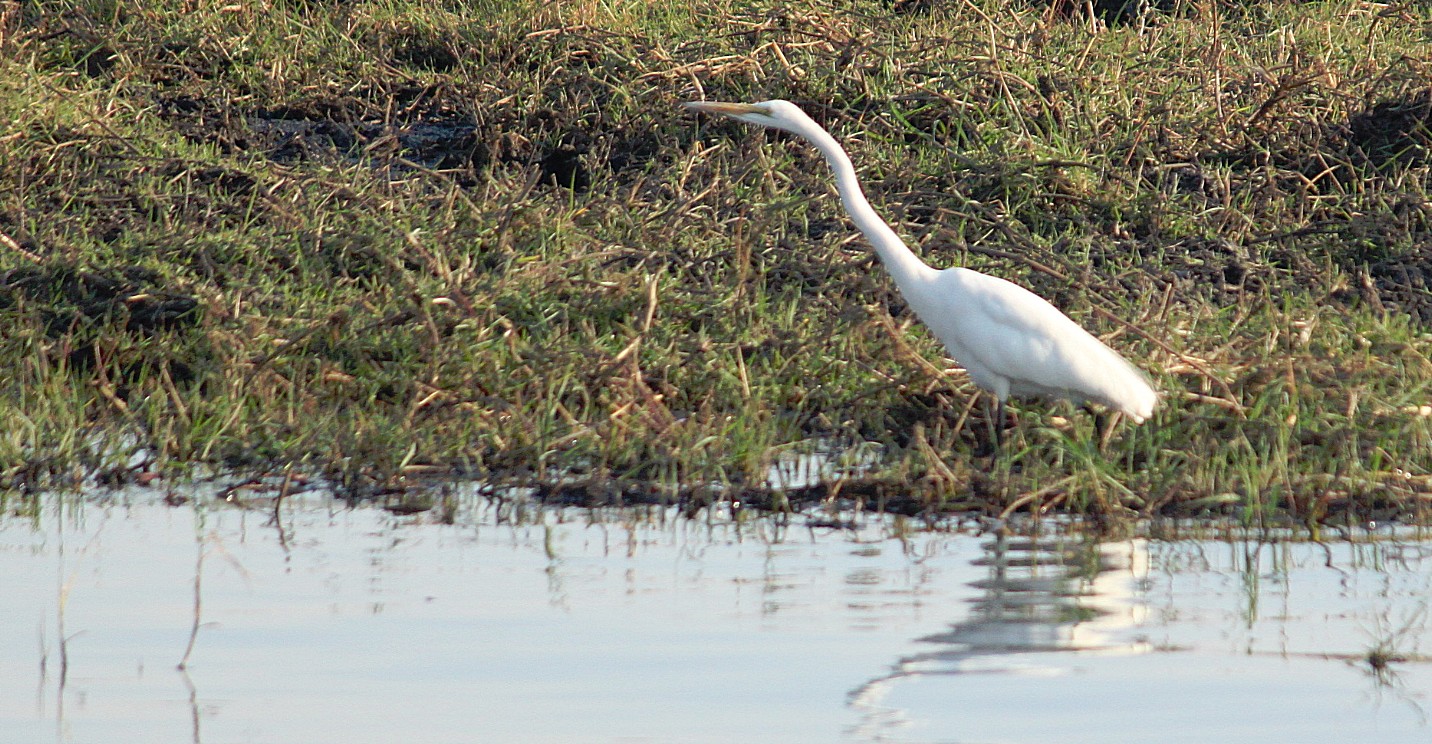 botswana_choberivercruise_2015_img0461