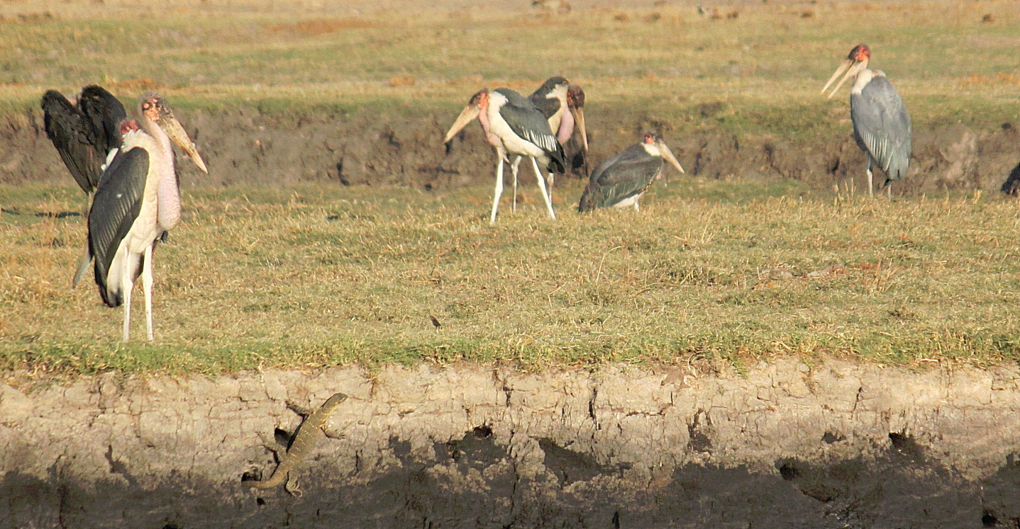 botswana_choberivercruise_2015_img0476