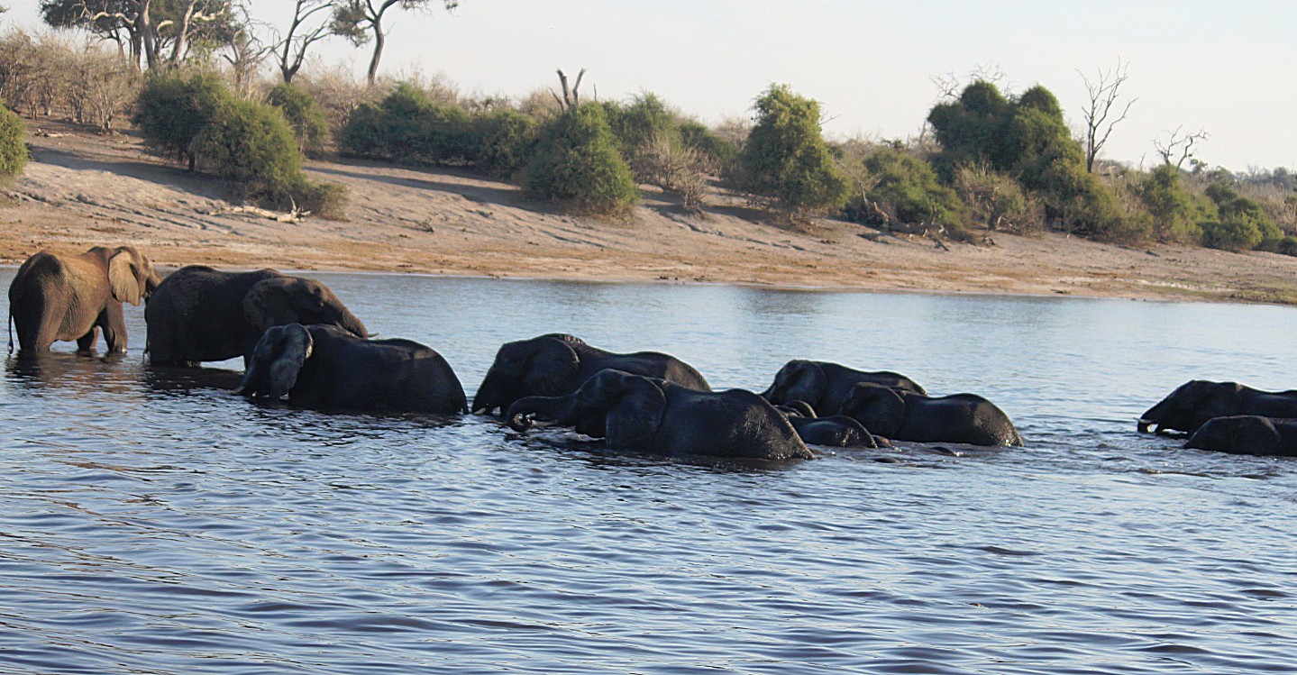 botswana_choberivercruise_2015_img0501