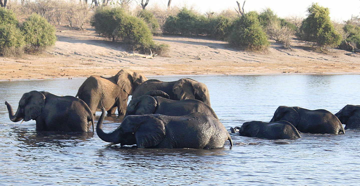 botswana_choberivercruise_2015_img0504