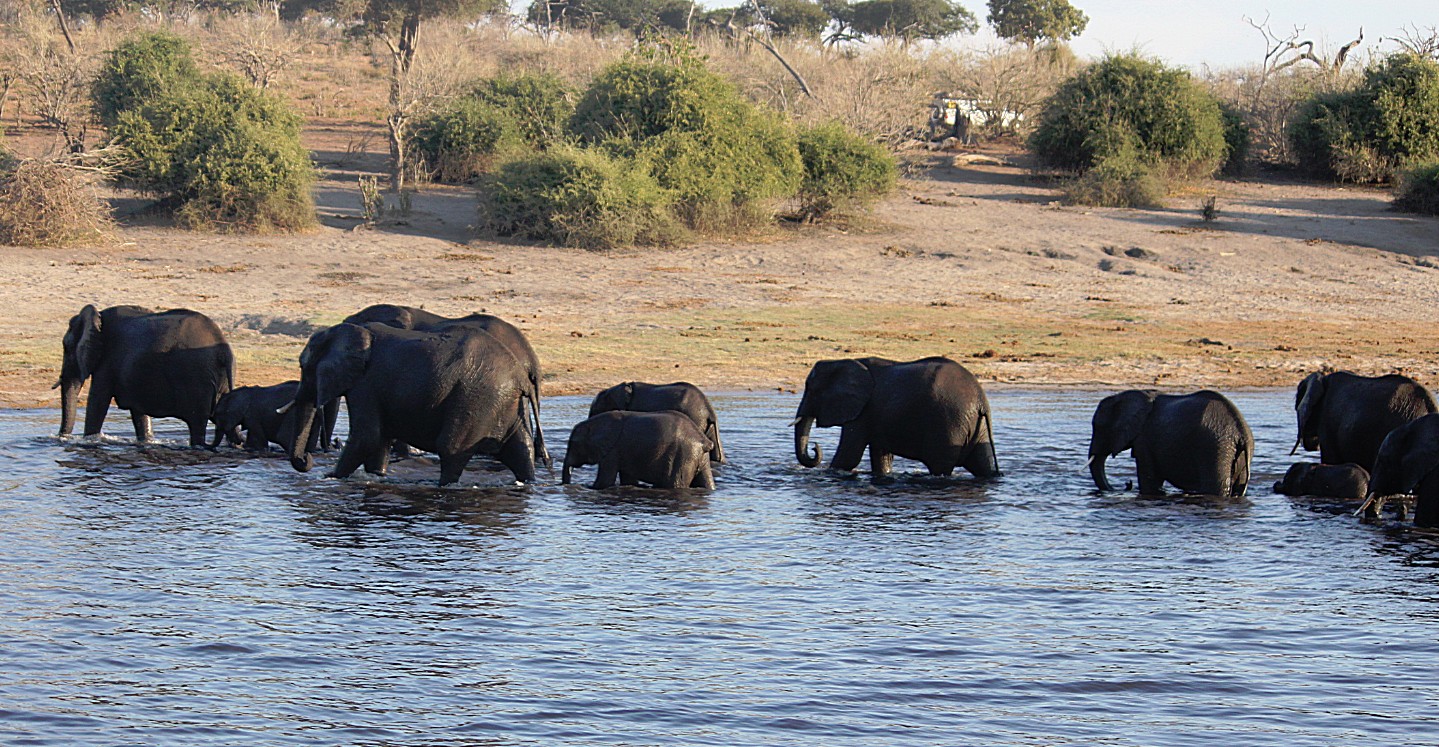 botswana_choberivercruise_2015_img0511