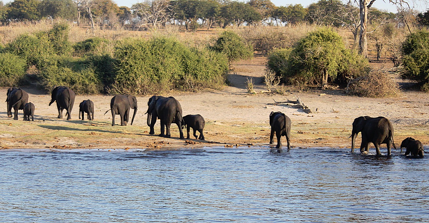 botswana_choberivercruise_2015_img0521