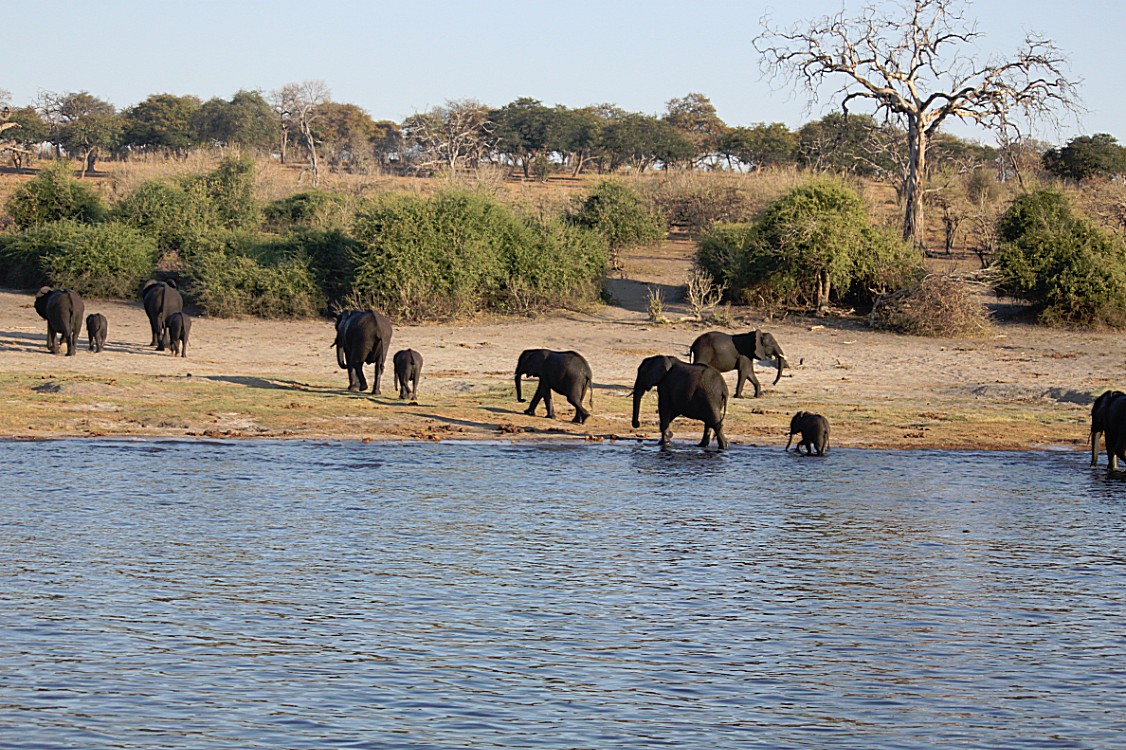 botswana_choberivercruise_2015_img0523