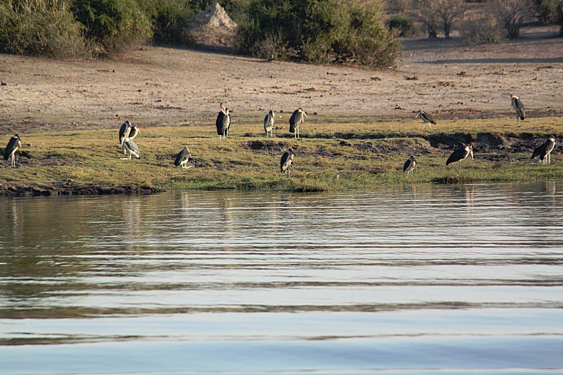 botswana_choberivercruise_2015_img0533