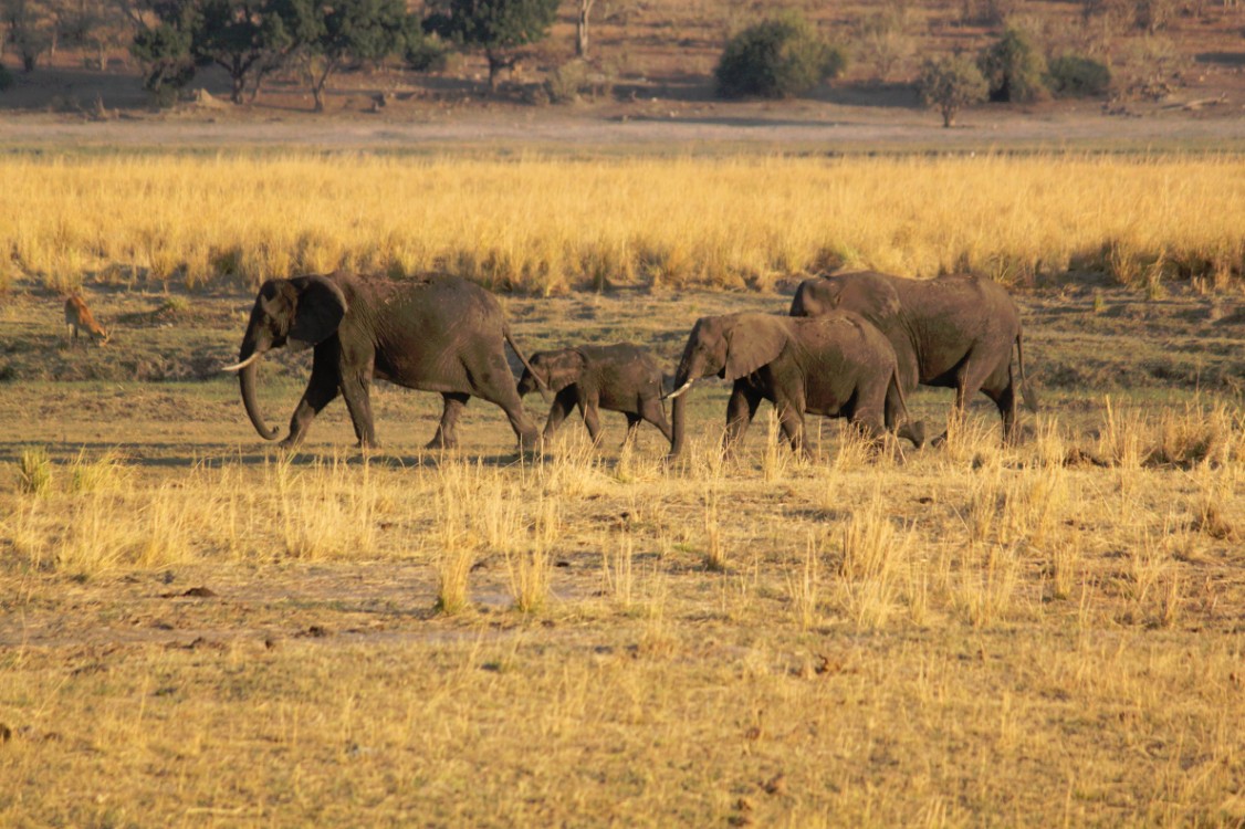 botswana_choberivercruise_2015_img0548
