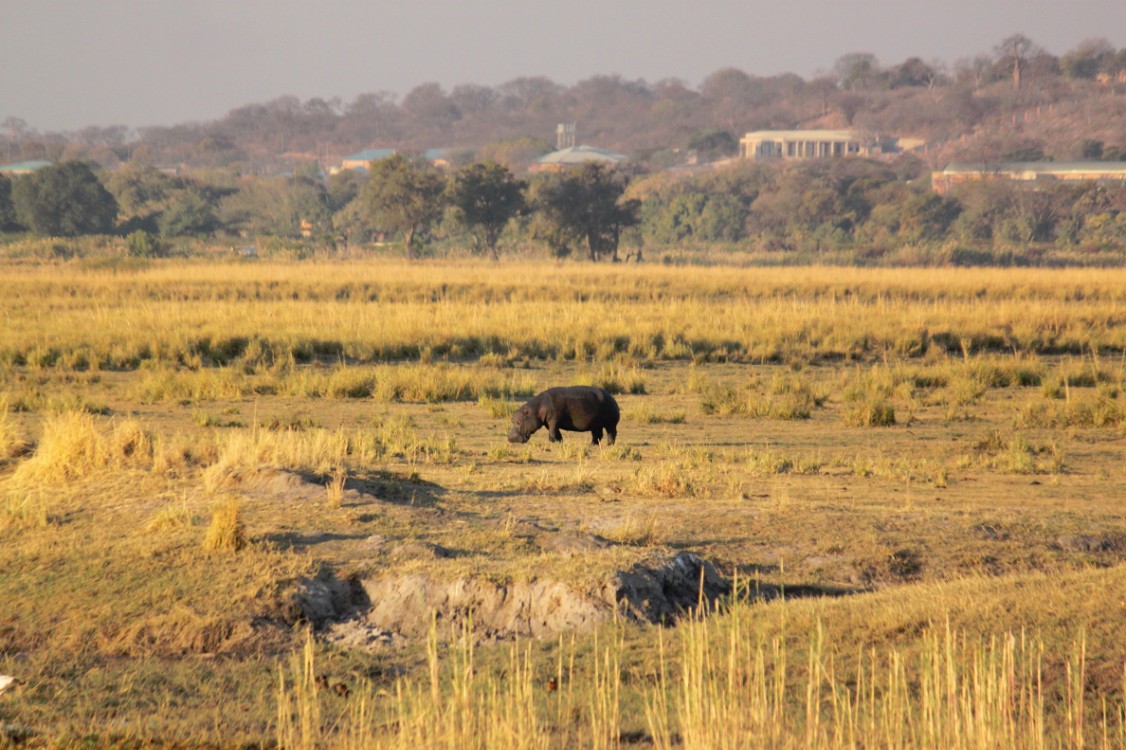 botswana_choberivercruise_2015_img0550