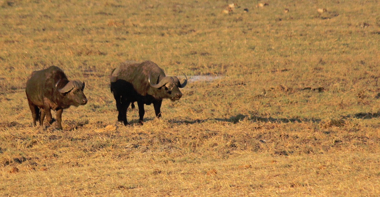 botswana_choberivercruise_2015_img0555