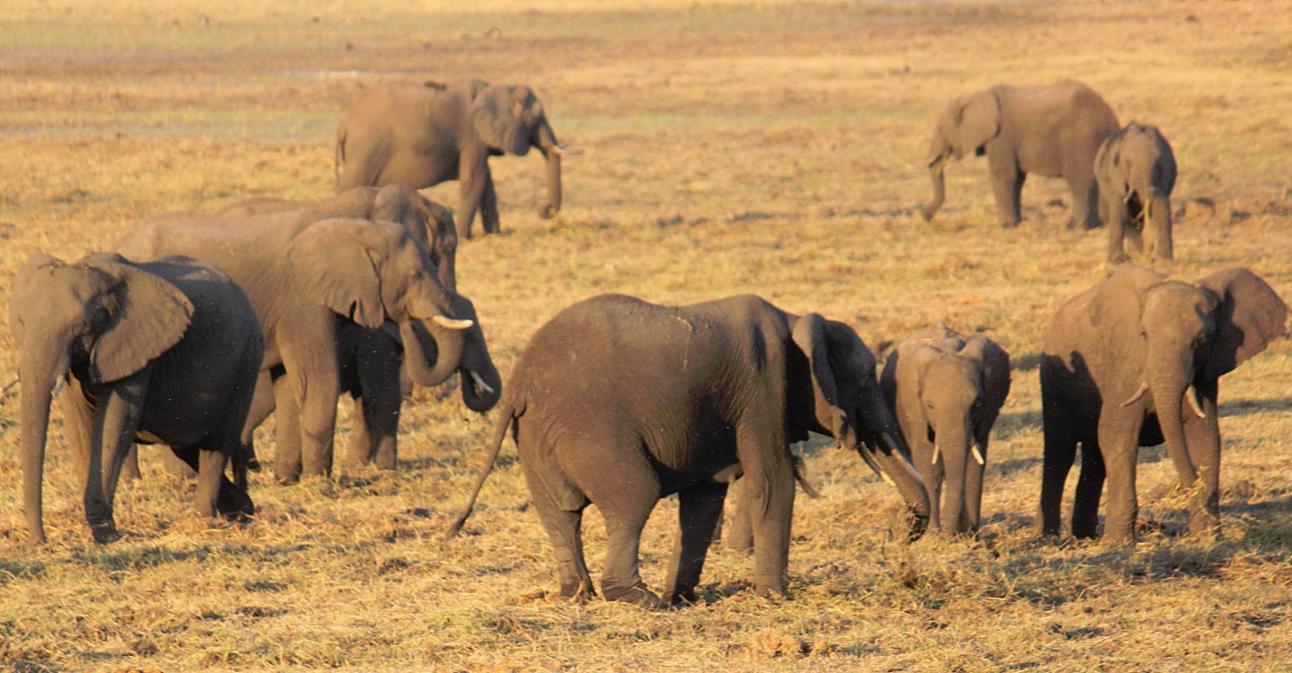 botswana_choberivercruise_2015_img0562