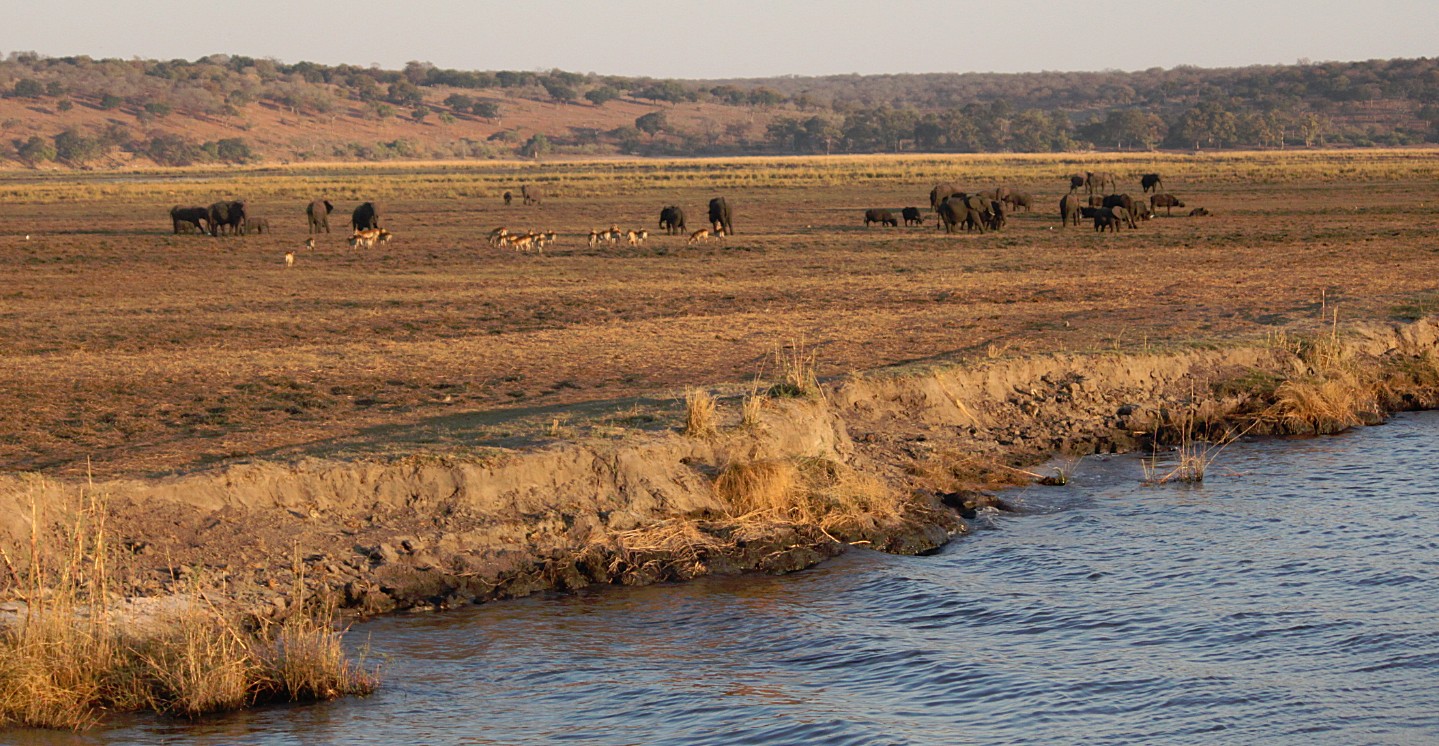 botswana_choberivercruise_2015_img0574