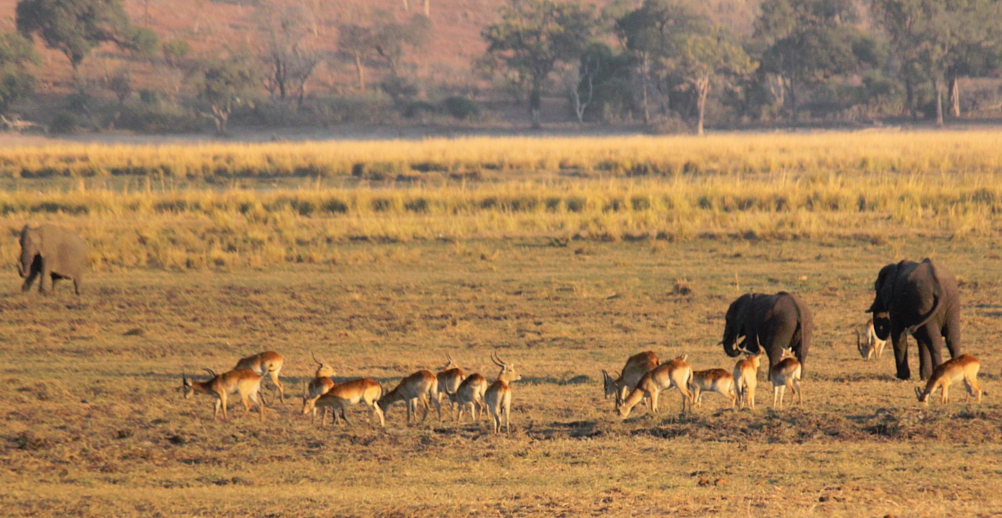 botswana_choberivercruise_2015_img0575