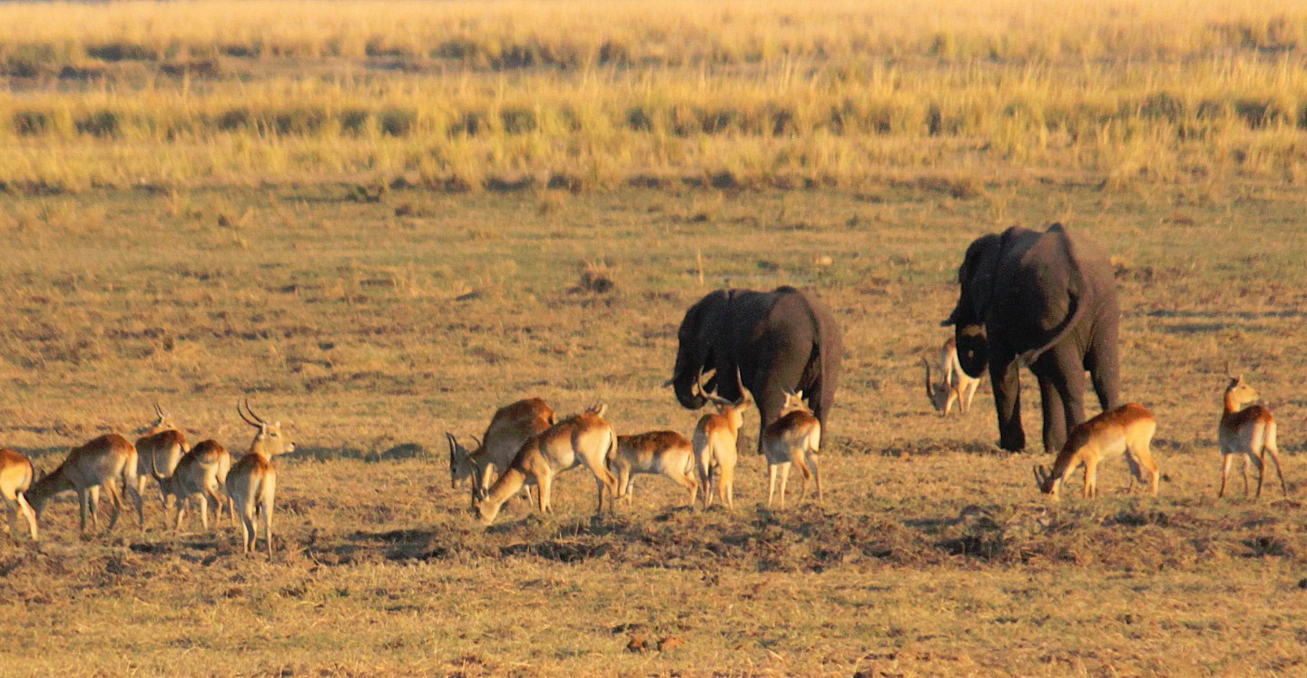 botswana_choberivercruise_2015_img0576