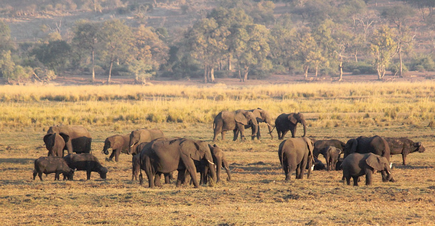 botswana_choberivercruise_2015_img0579