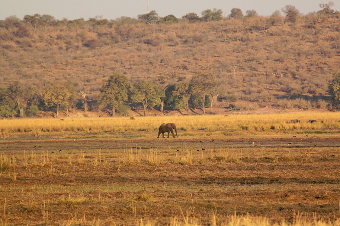 botswana_choberivercruise_2015_img0580