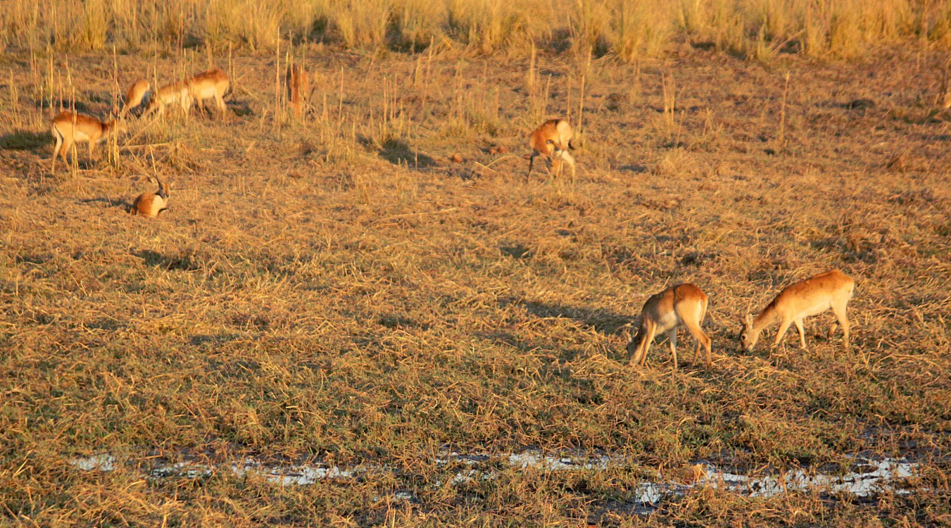 botswana_choberivercruise_2015_img0581