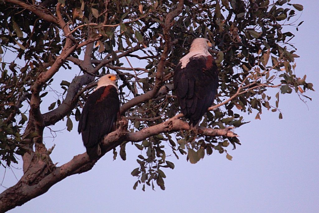 botswana_chobe_2015_img0001