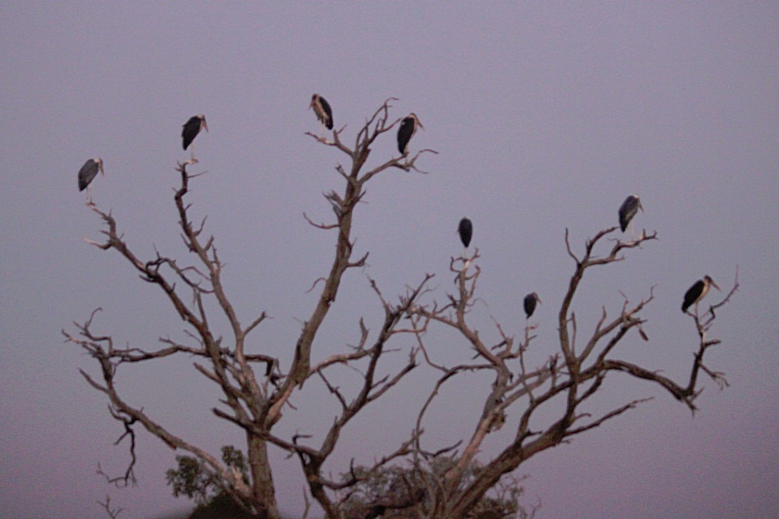 botswana_chobe_2015_img0002