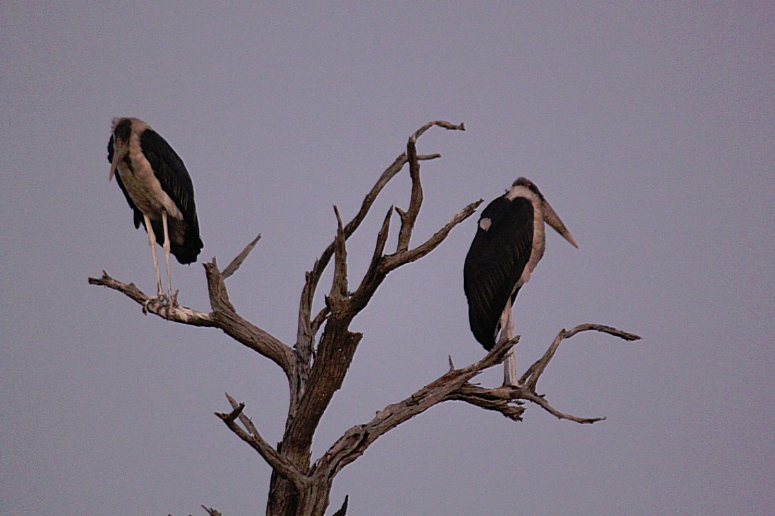 botswana_chobe_2015_img0003