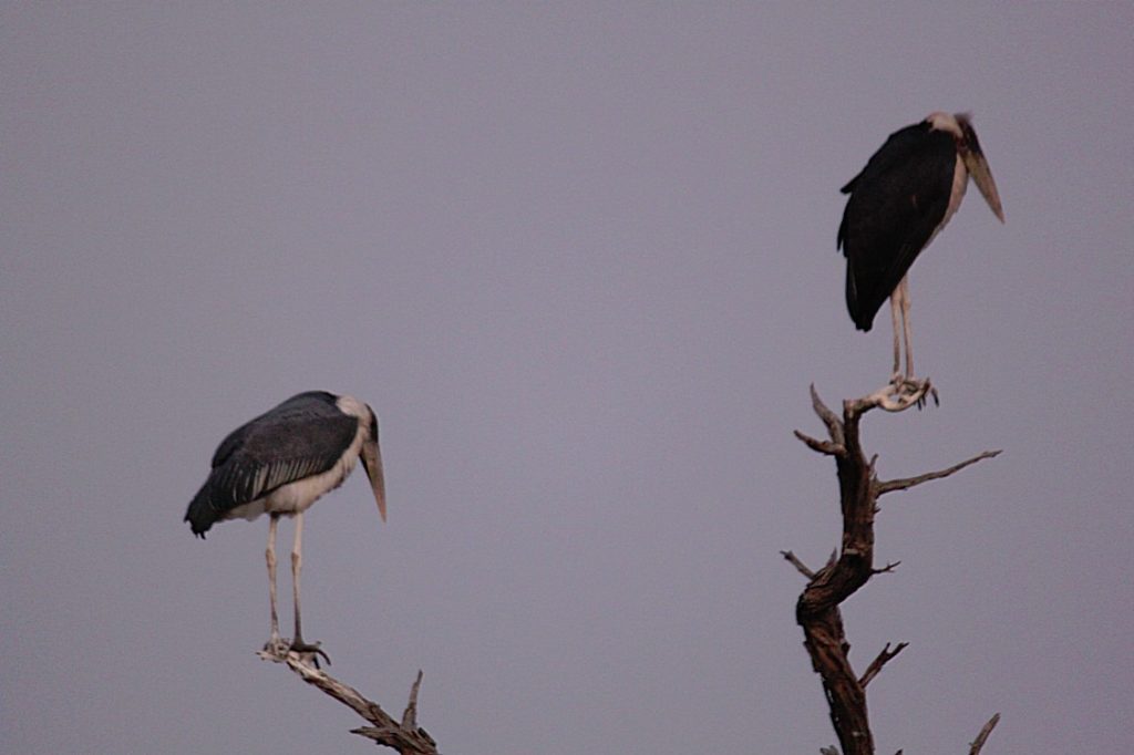 botswana_chobe_2015_img0004