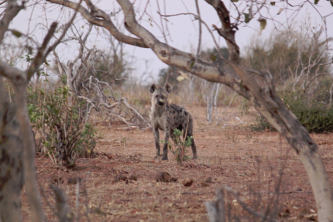 botswana_chobe_2015_img0005