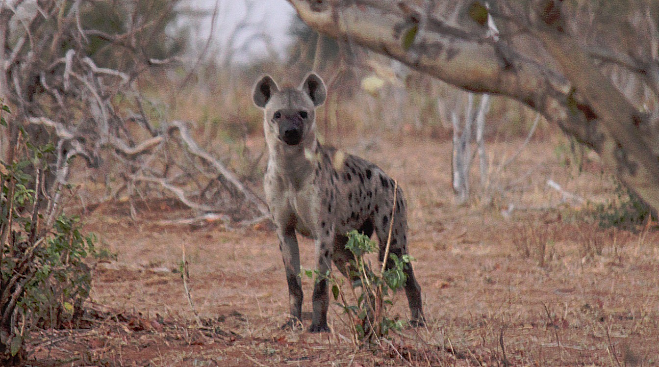 botswana_chobe_2015_img0007