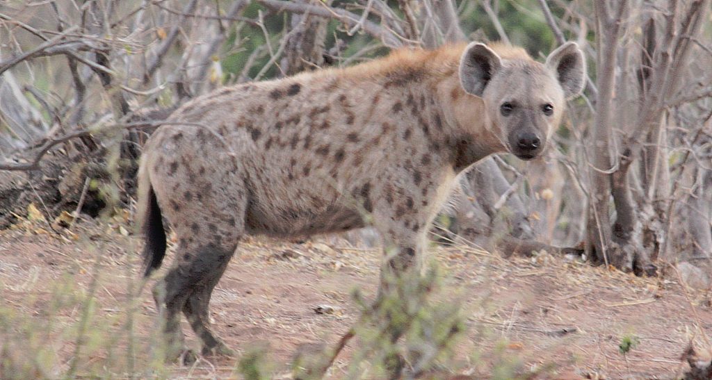 botswana_chobe_2015_img0008