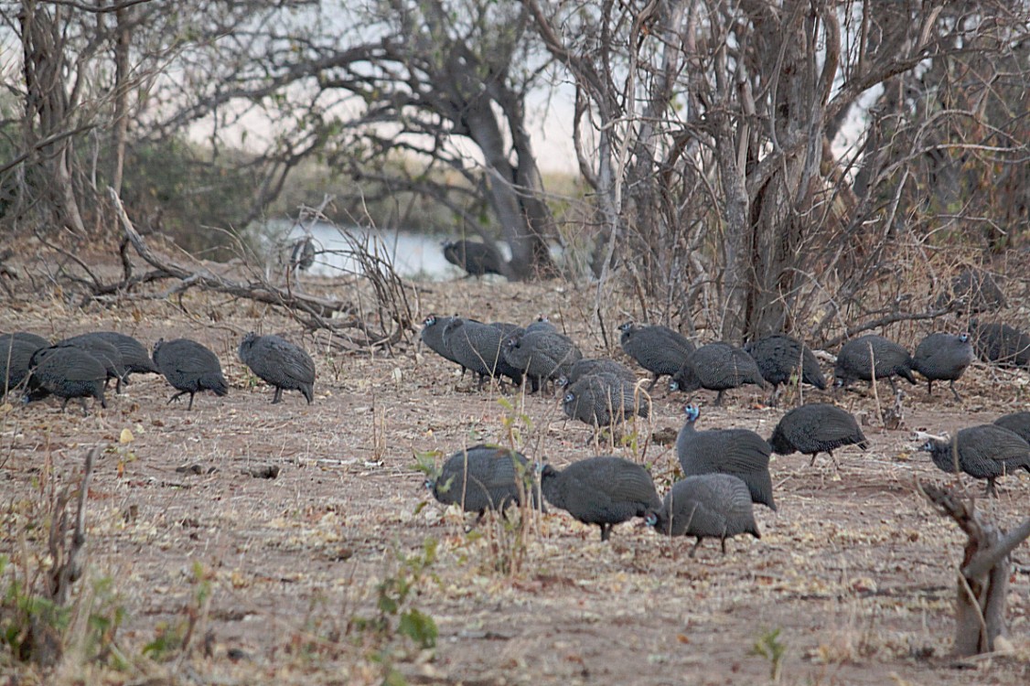 botswana_chobe_2015_img0011