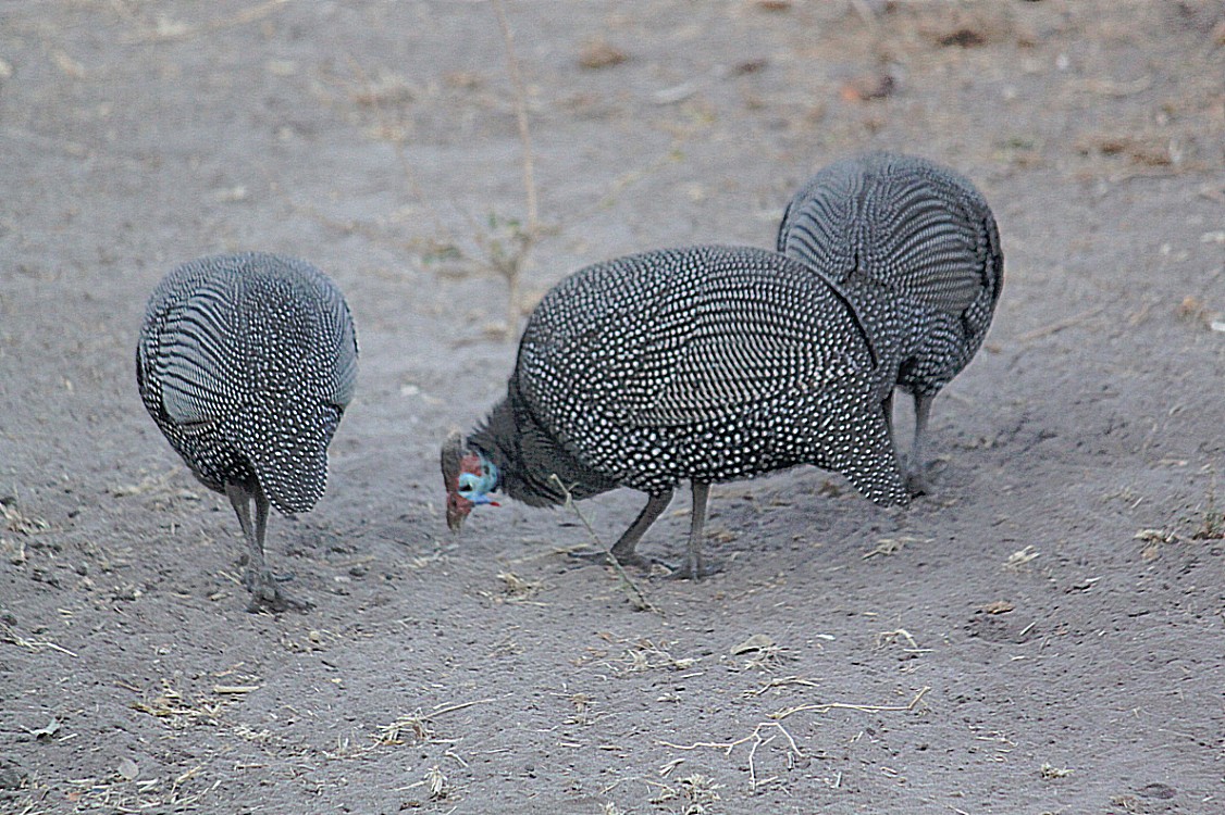 botswana_chobe_2015_img0012