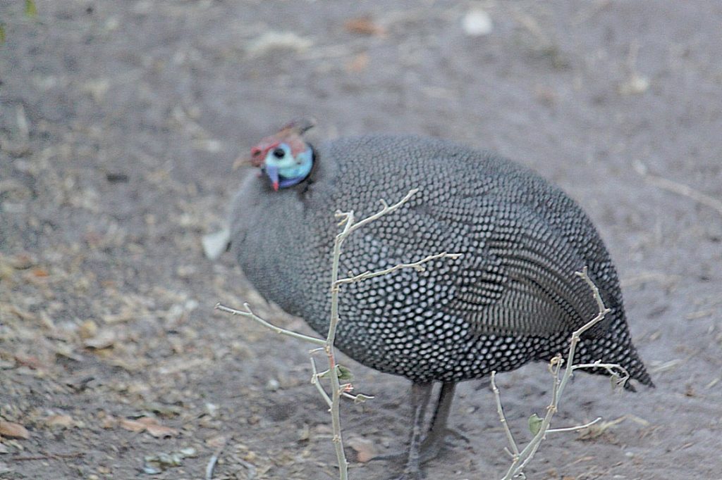 botswana_chobe_2015_img0013