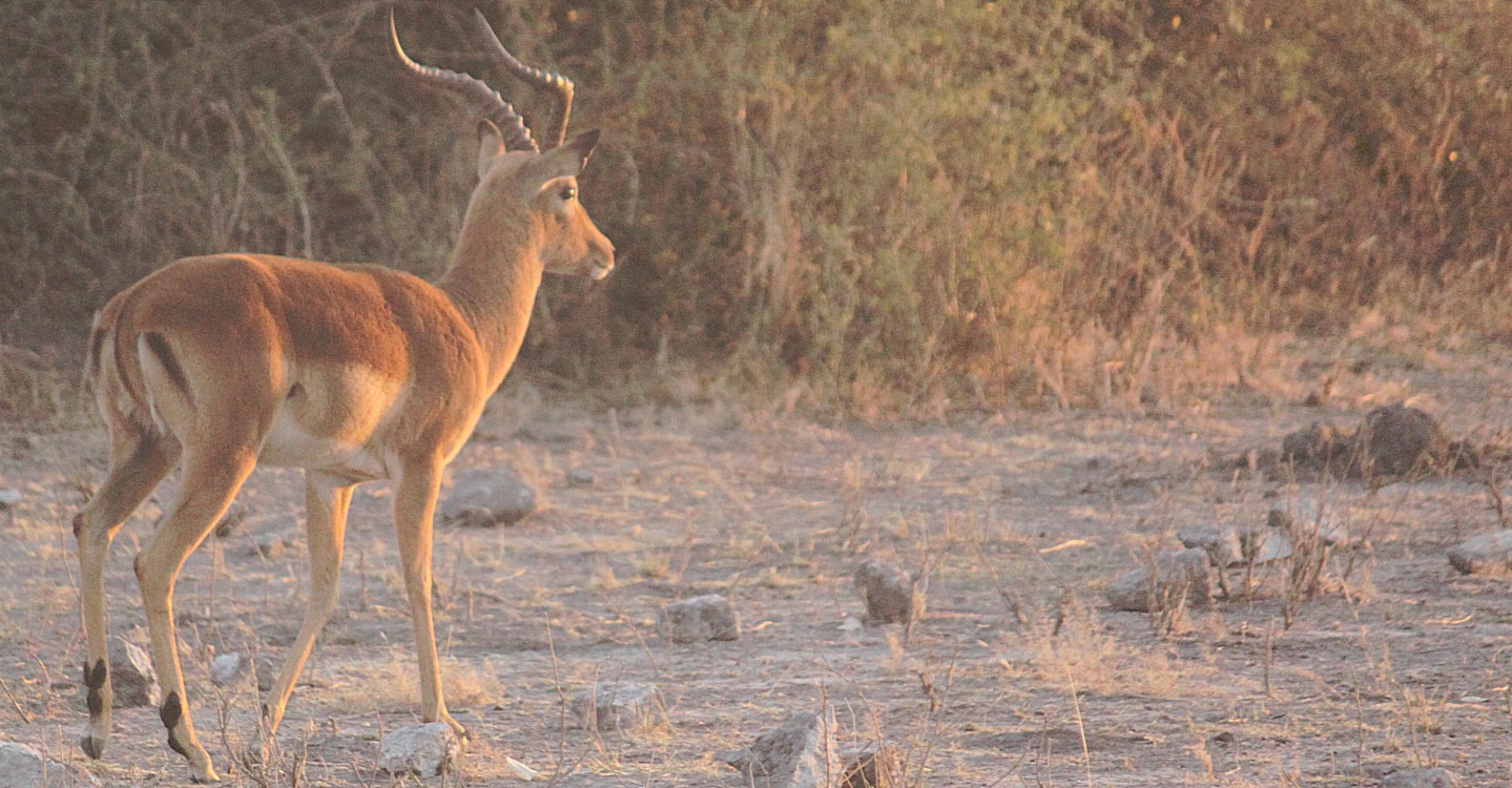 botswana_chobe_2015_img0014