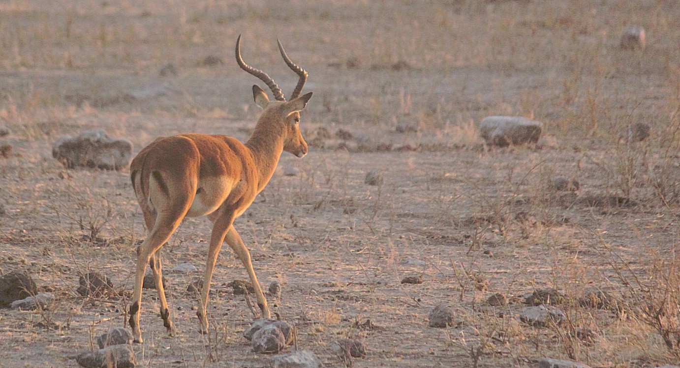 botswana_chobe_2015_img0015