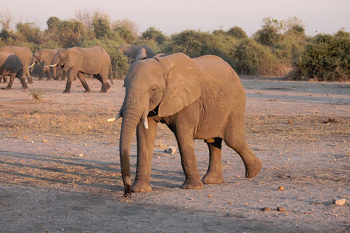 botswana_chobe_2015_img0017