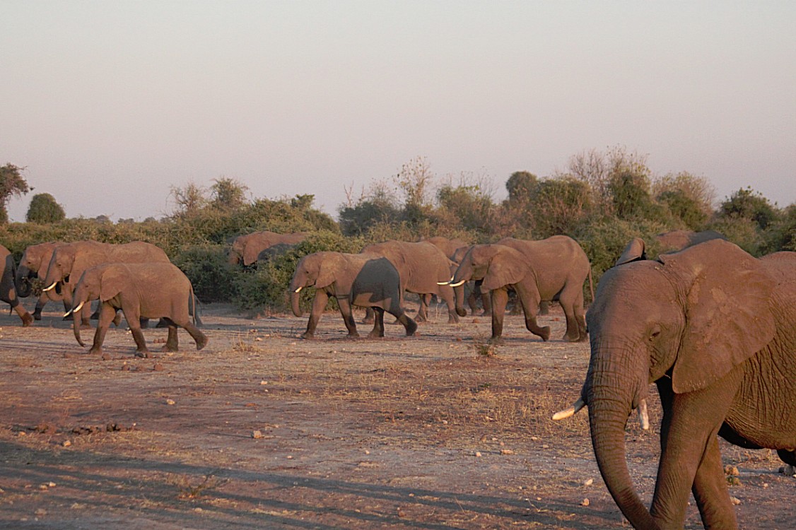 botswana_chobe_2015_img0018